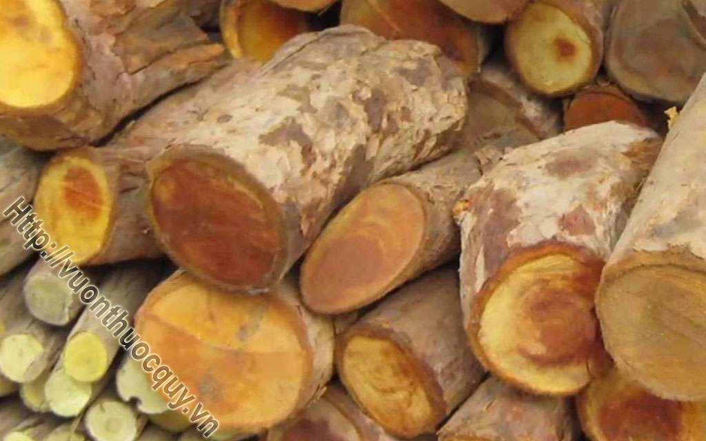 Mua Cây Mật Gấu Ở Đâu Tốt ?