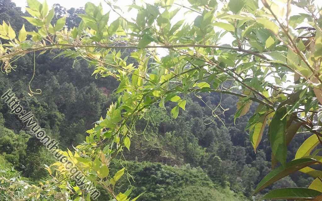 Mua Chè Dây Ở Đâu Tốt ?