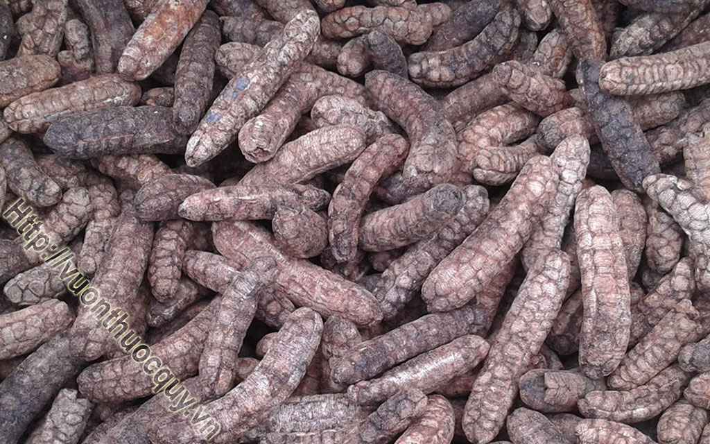 Mua Quả Chuối Hột Ở Đâu Tốt ?