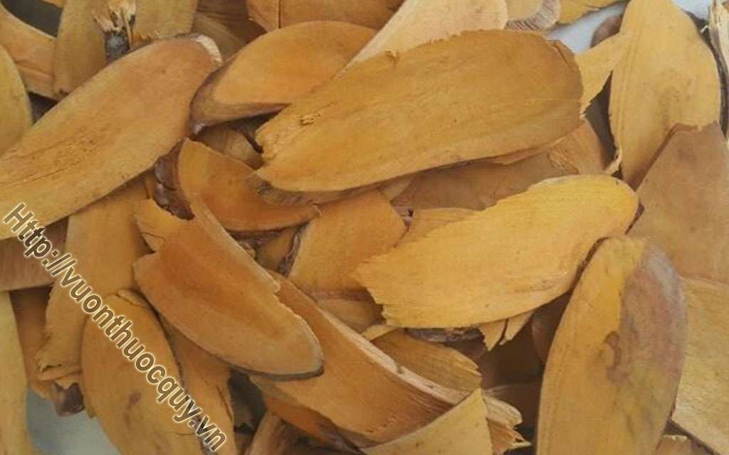 Mua Rễ Nhàu Ở Đâu Tốt ?