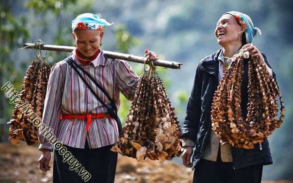 Nấm Hương Giúp Hạ Huyết Áp