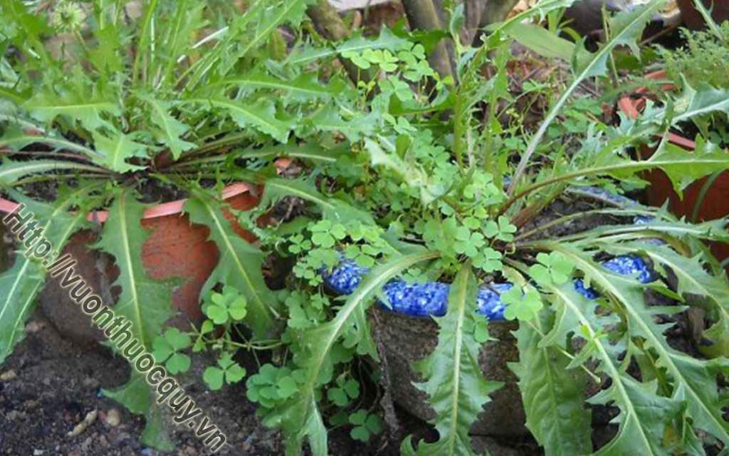 Bồ Công Anh Vị Thuốc Chống Viêm