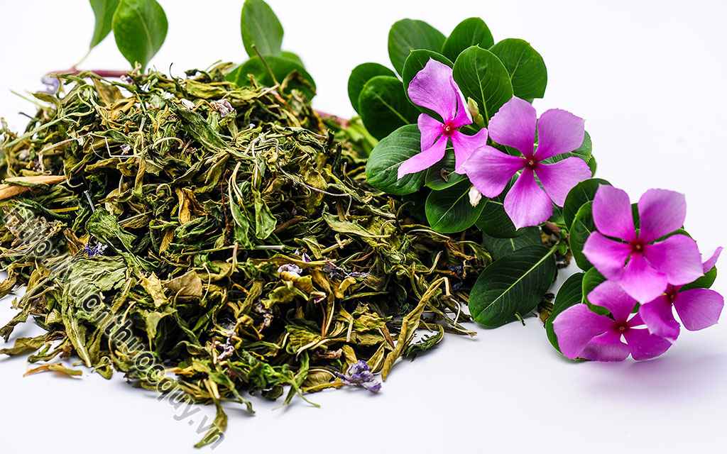 Cây Dừa Cạn Và Những Công Dụng Quý