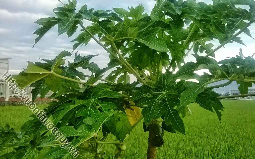 Lá Đu Đủ Hỗ Trợ Điều Trị Sốt Xuất Huyết