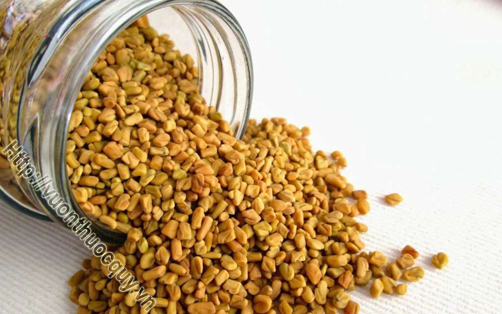 Những Công Dụng Không Ngờ Của Hạt Methi Ấn Độ