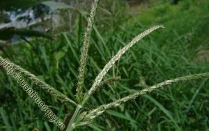 Những Công Dụng Quý Của Cỏ Mần Trầu