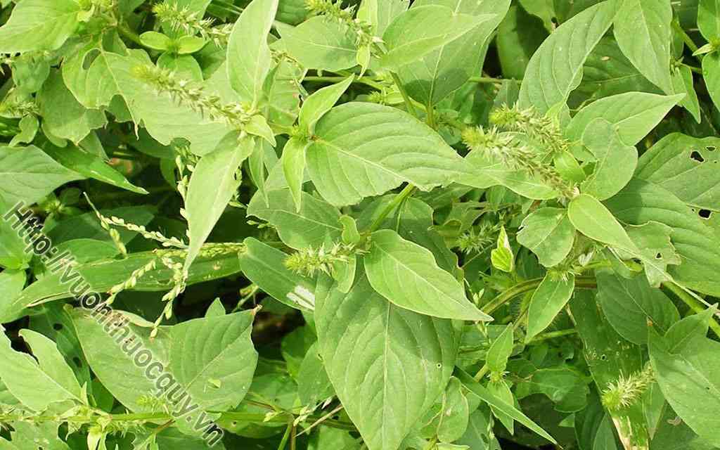 Những Công Dụng Quý Của Cỏ Xước