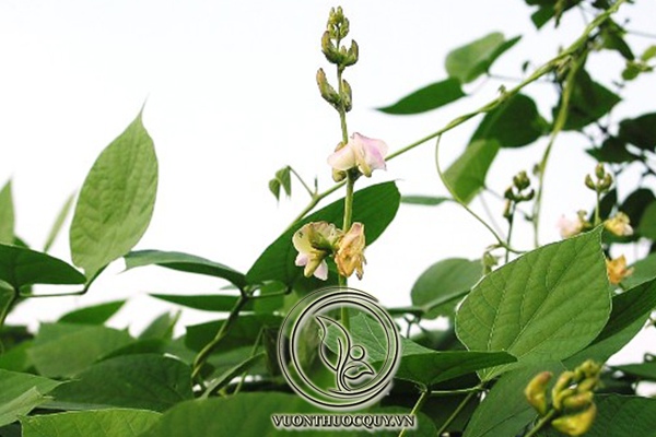 Cây Bạch Biển Đậu