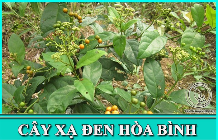 Cây Xạ Đen Hòa Bình