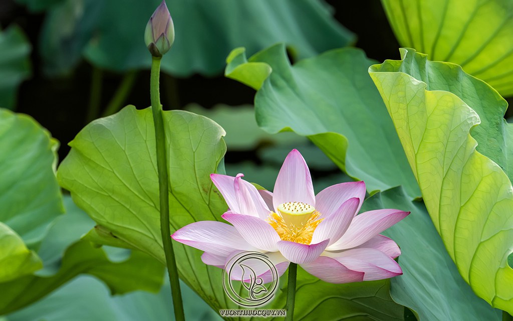 Giảm Cân Với Lá Sen