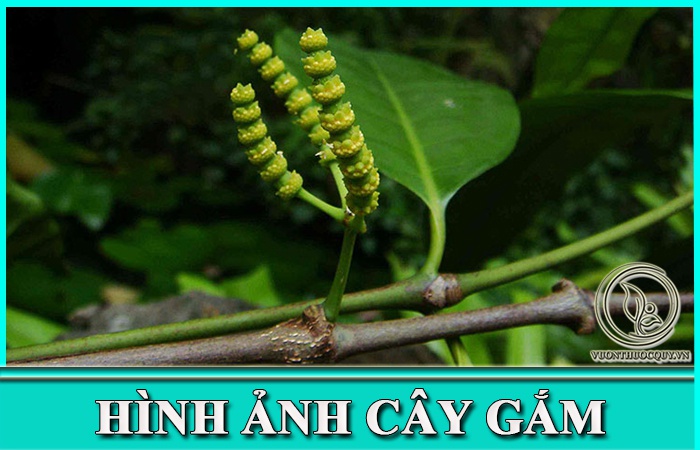 Hình Ảnh Cây Gắm