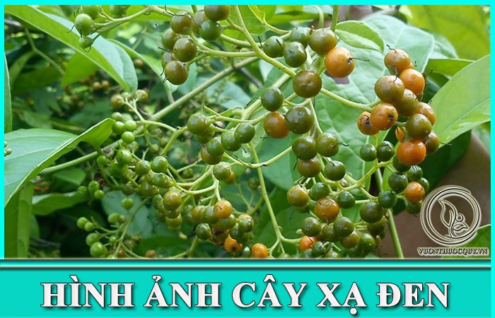 Hình Ảnh Cây Xạ Đen