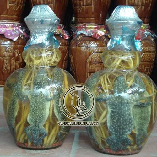Rượu Tắc Kè