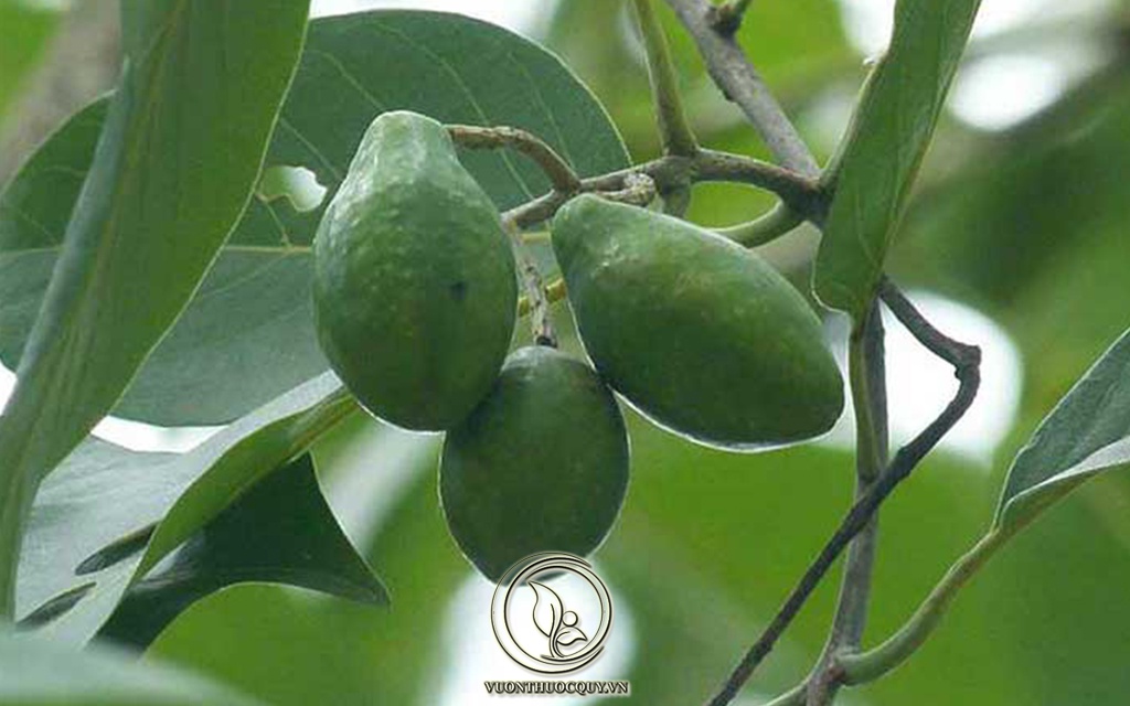 15 Bài Thuốc Hay Sử Dụng Quả Kha Tử