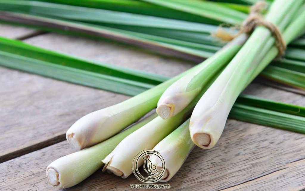 Cách Dùng Cây Sả