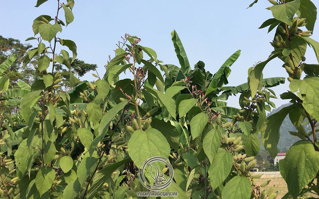 Địa Chỉ Bán Cây An Xoa Nguyên Chất