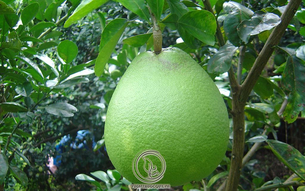 Hình Ảnh Cây Bưởi