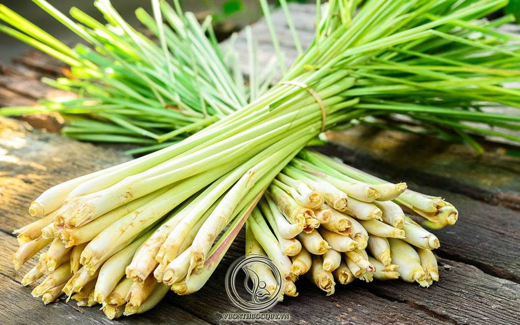 Hình Ảnh Cây Sả