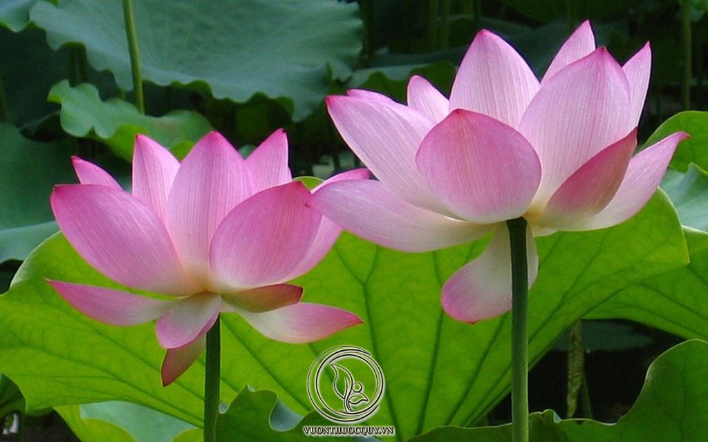 Hình Ảnh Cây Sen