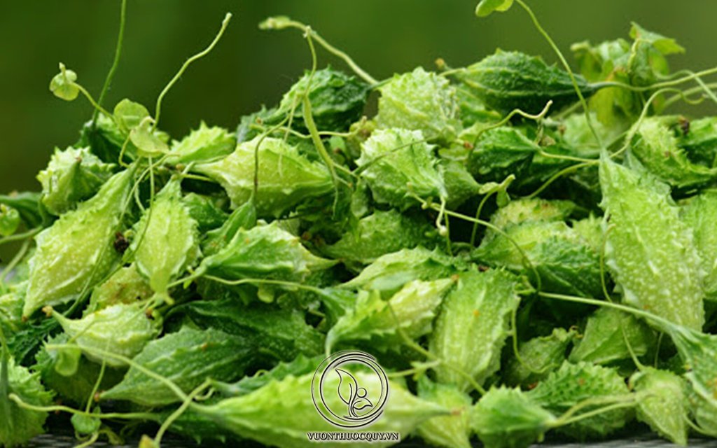 Khổ Qua Rừng Giúp Giảm Mỡ Máu
