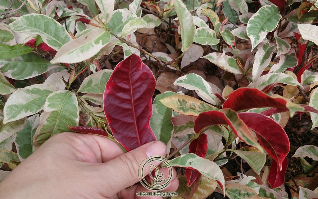 Lá Đơn Đỏ Và Những Bài Thuốc Quý