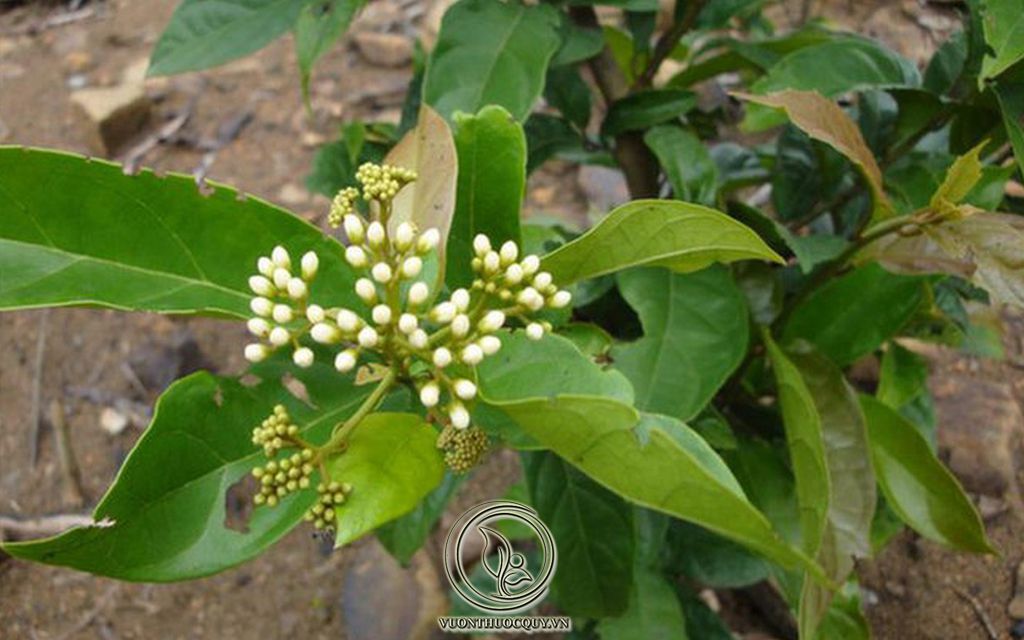 Những Điều Cần Biết Về Cây Xạ Đen