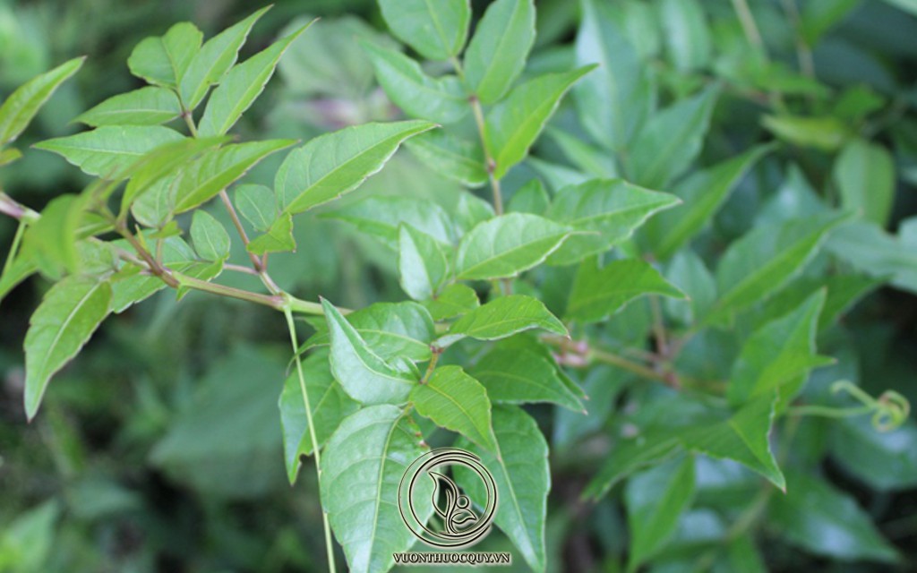 Những Điều Cần Biết Về Chè Dây