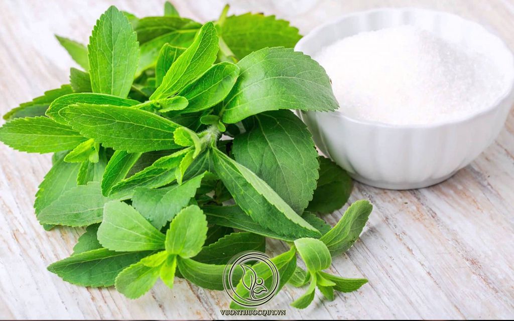 Những Điều Cần Biết Về Cỏ Ngọt
