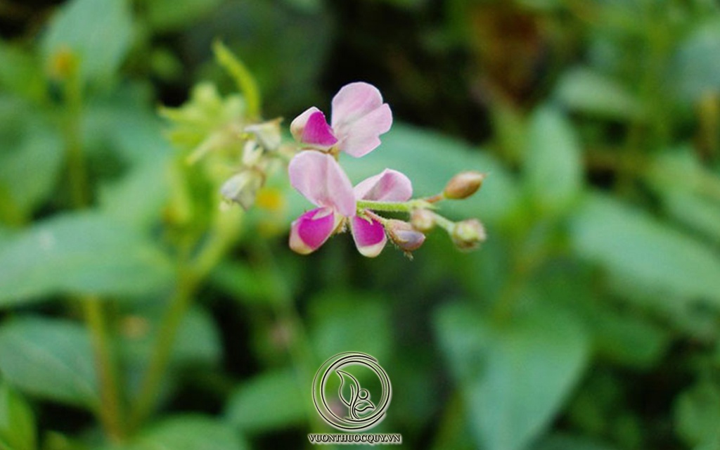 Những Điều Chưa Biết Về Kim Tiền Thảo
