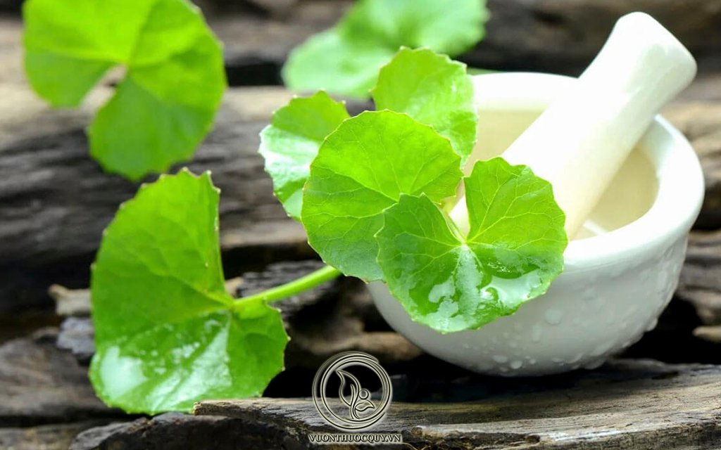 Rau Má Và Những Bài Thuốc Quý