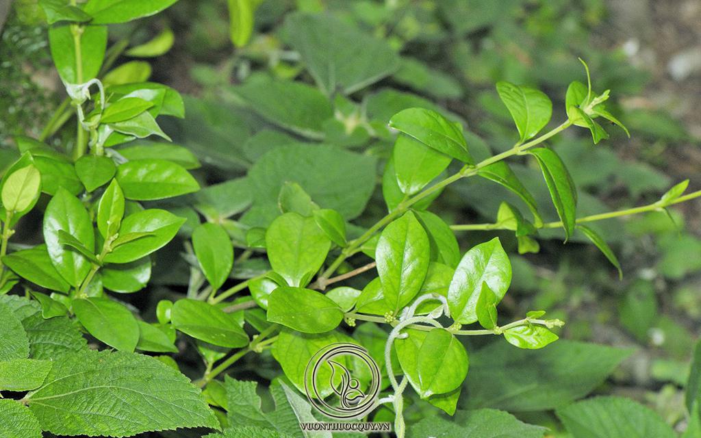 Dây Thìa Canh Và Những Điều Cần Biết