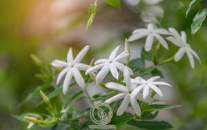 Hình Ảnh Cây Chè Vằng