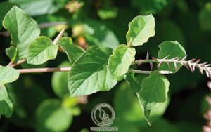 Hình Ảnh Cây Cỏ Xước