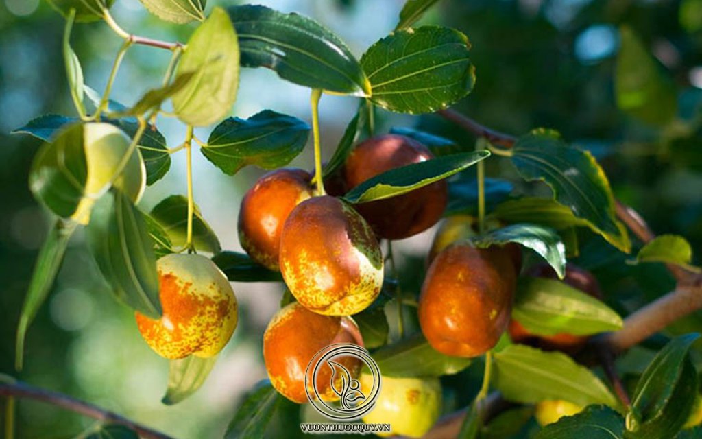 Hình Ảnh Cây Đại Táo