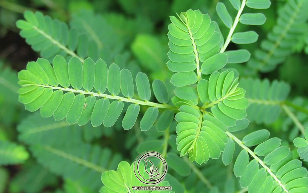 Hình Ảnh Cây Diệp Hạ Châu