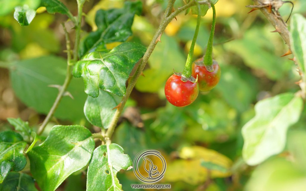 Những Điều Chưa Biết Về Cà Gai Leo