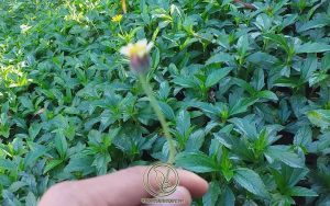 Tác Dụng Và Cách Dùng Sài Đất