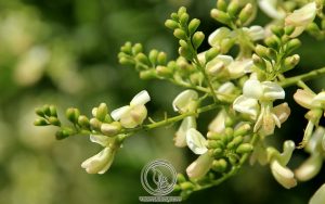 Những Lưu Ý Khi Dùng Hoa Hòe