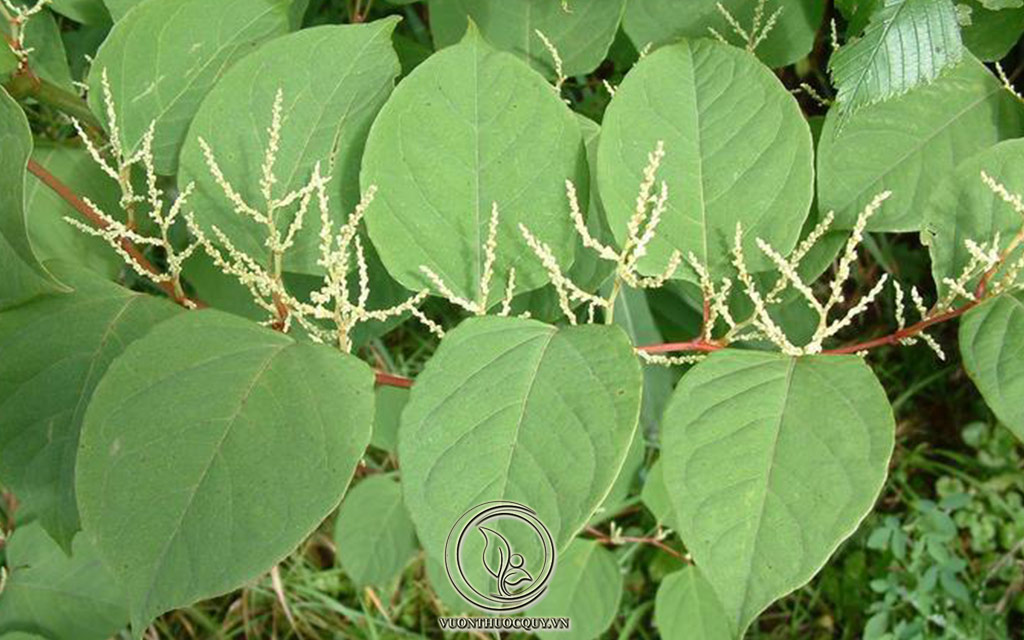 Hình Ảnh Cây Cốt Khí Củ