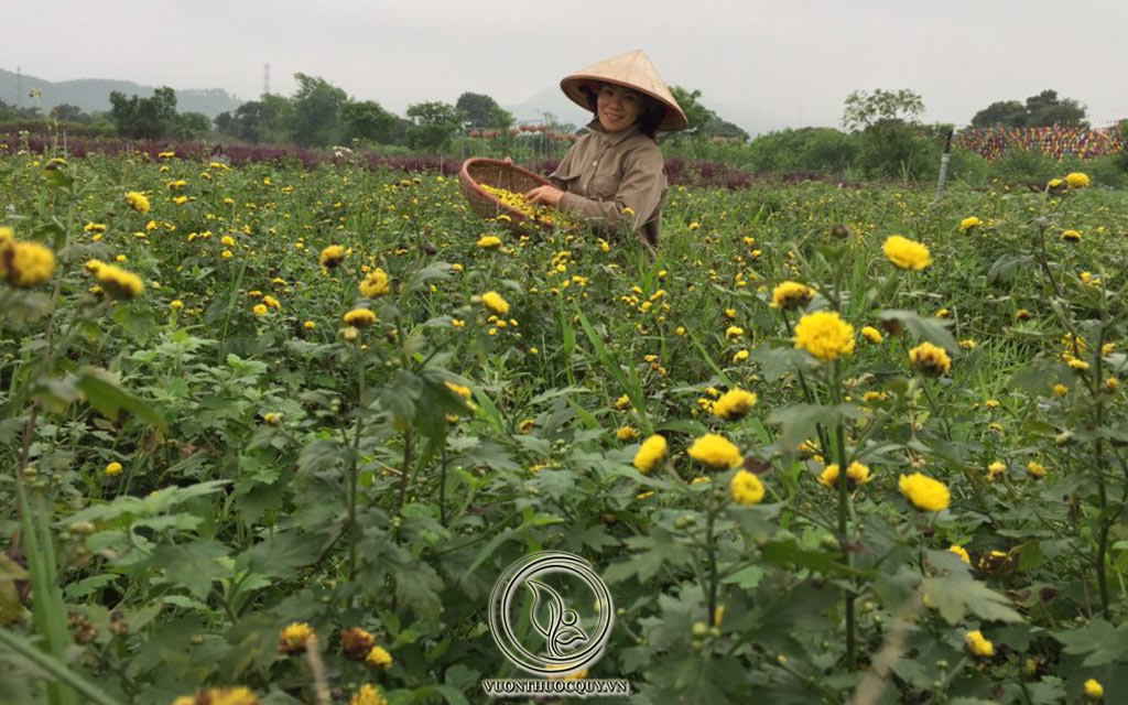 Hình Ảnh Cúc Hoa