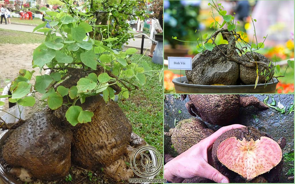 Hình Ảnh Dược Liệu Bình Vôi