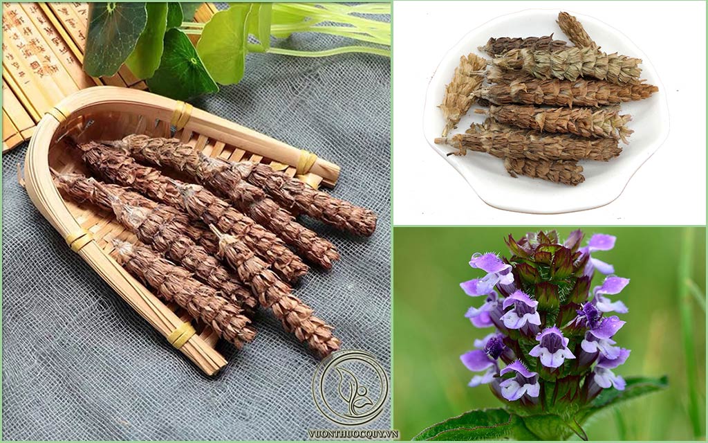 Hình Ảnh Dược Liệu Hạ Khô Thảo