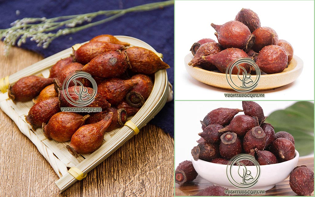 Hình Ảnh Dược Liệu Kim Anh Tử