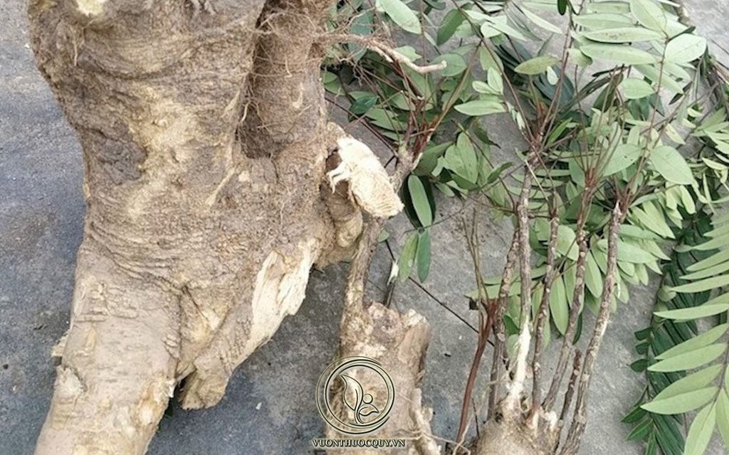 Những Bài Thuốc Quý Từ Cây Mật Nhân
