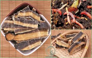Những Bài Thuốc Quý Từ Địa Long