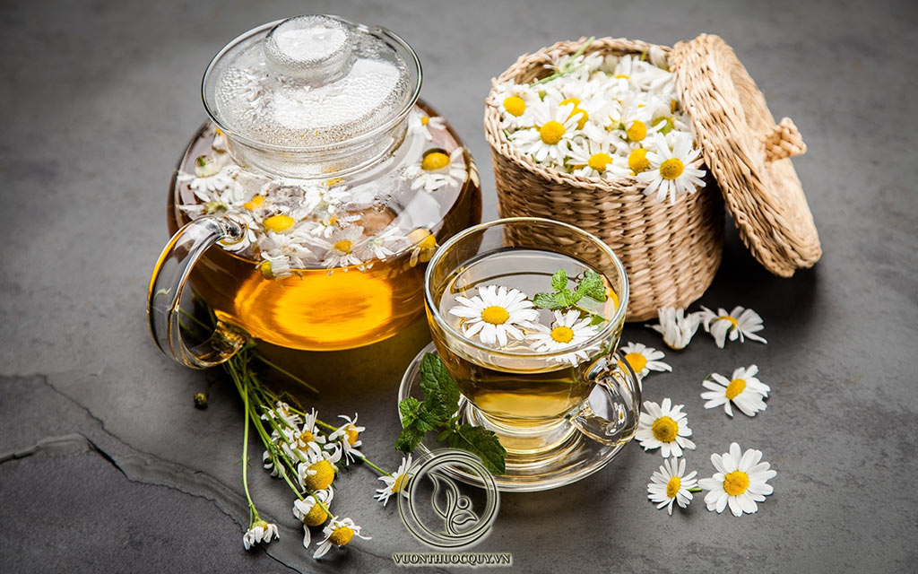 Tác Dụng Và Cách Dùng Cúc Hoa