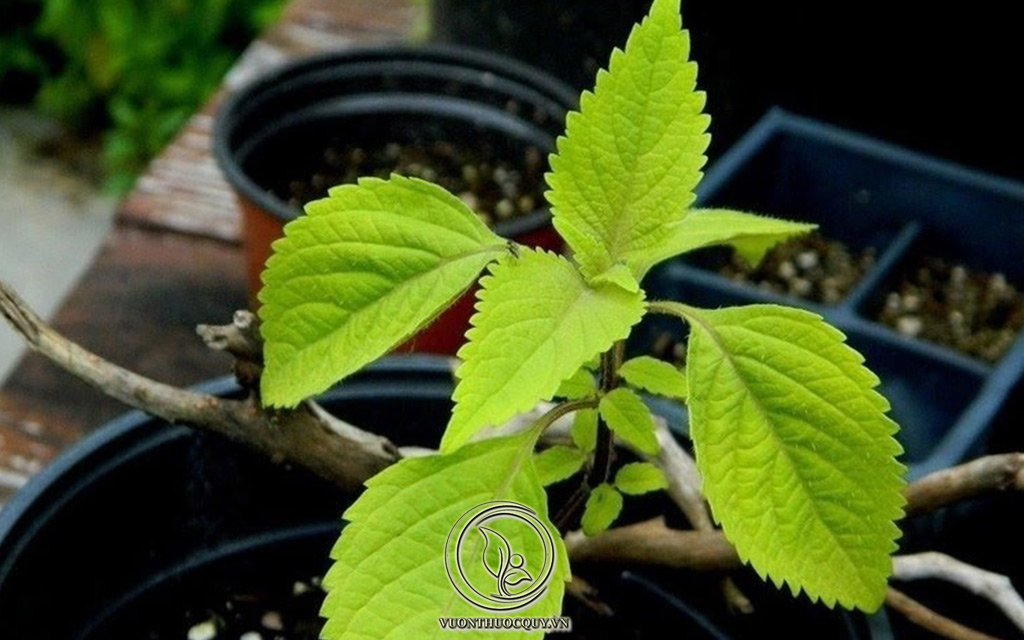 Hình Ảnh Cây Kinh Giới