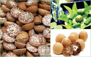 Tác Dụng Quý Của Hạt Cau