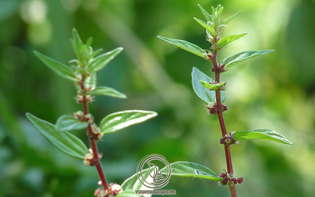 Hình Ảnh Cây Thuốc Dòi