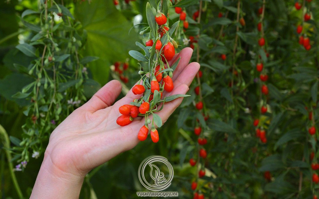 Những Bài Thuốc Hay Từ Kỷ Tử